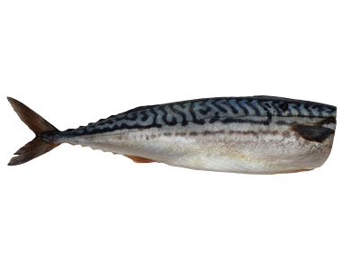 Silpnai sūdyta Atlantinė skumbrė, be galvos, skrosta, 250-500g,  kg