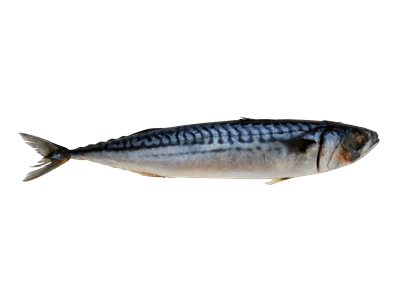 Atlantinė skumbrė, neskrosta, 0,3-0,4kg