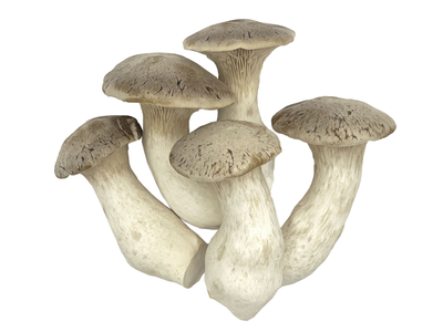 Grybai Eryngi MYCOS ROYALE, fasuoti, 200 g