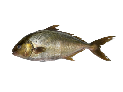 Citrininė seriolė, neskrosta, su galva, ~2-3 kg