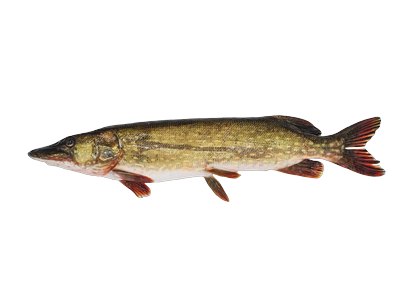 Europinė lydeka, 1-2,5kg, kg