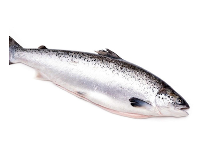 Atvėsintos lašišos, skrostos, 5-6kg