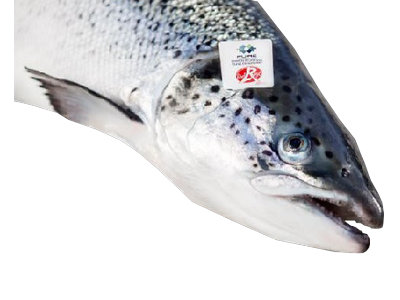 Atvėsinta Škotiška lašiša (Rouge), skrosta, su galva, 4-5 kg