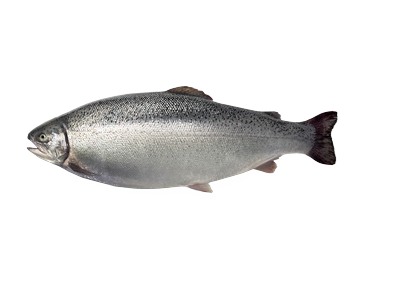 Atvėsintas vaivorykštinis upėtakis HIMA, skrostas, 4-5 kg