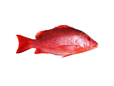 Paprastojo rifešerio porcijos, su oda, 170-230 g, 20% glazūros, 5kg