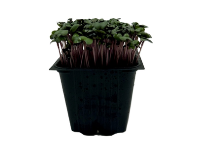 Kopūstas, indelyje, 100 g,