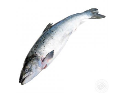 Šaldyta lašiša, su galva 1-2 kg