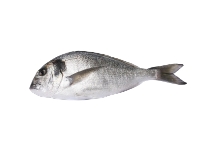 Auksaspalvė dorada, neskrosta, 900-1200g