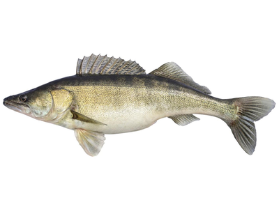 Paprastasis sterkas, neskrostas, 0,8-3kg