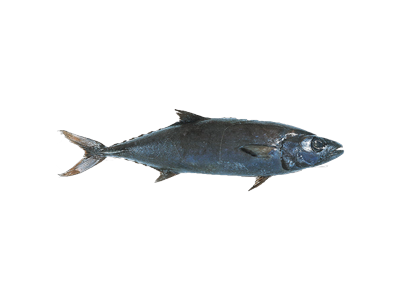 Geltondryžė riebžuvė, skrosta, su galva, ~10 kg