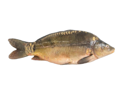 Atvėsintas karpis, skrostas, su galva, 1,2-1,5kg, 5kg