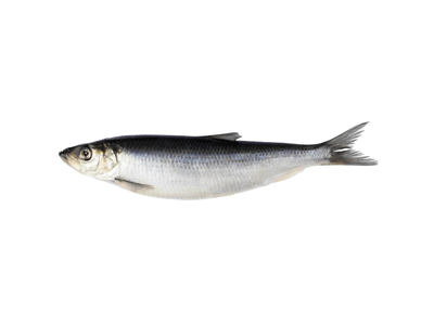 Sūdyta atlantinė silkė su galva, 1 kg