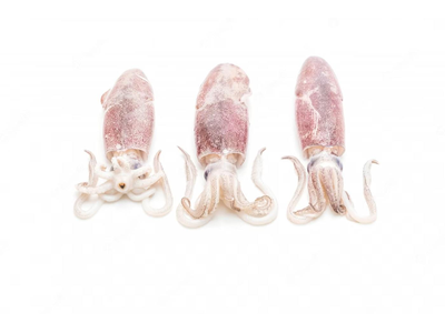 Šaldyti kalmarai, maži, su čiuptuvais, nevalyti, C4 ~5 kg