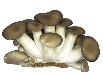 Grybai MYCOS ROYALE "Juodasis Perlas", fasuoti 200 g
