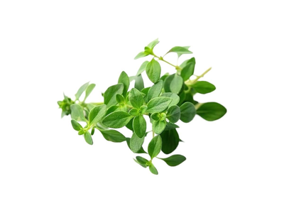 Čiobrelis, 15 g