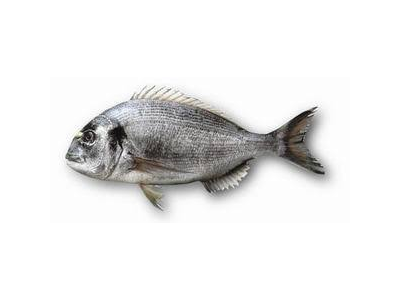 Auksaspalvė dorada, skrosta su galva