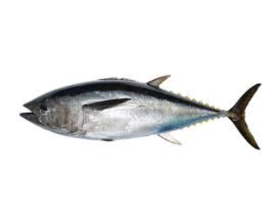 Paprastasis mėlynpelekis tunas BALFEGO, skrostas, 100+kg