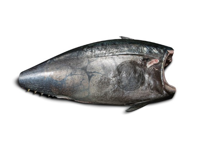 Paprastasis mėlynpelekis tunas, skrostas, be galvos, be uodegos kg