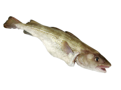 Atvėsinta atlantinė menkė, skrosta, su galva 400-500g