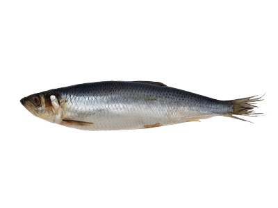 Silpnai sūdyta Atlantinė silkė, su galva, neskrosta, 350+g  kg