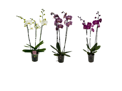 ICA orchidėja Phalaenopsis, 3 vnt