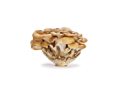 Kuokštinė grifolė, 150 g