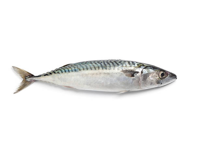 Atlantinė skumbrė, neskrosta, 0,3-0,5kg
