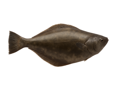 Atlantinis paltusas, skrostas, su galva 5-7 kg