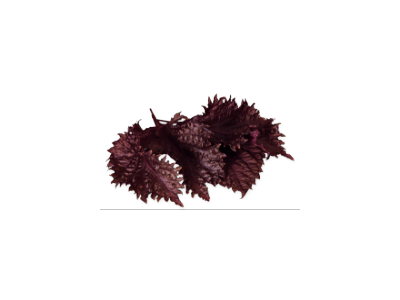 Lapai SHISO, purpuriniai, 15 vnt.