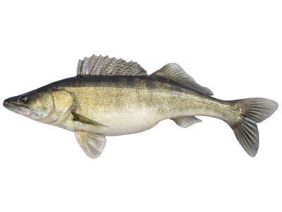 Paprastasis sterkas, neskrostas, su galva, 1-2 kg