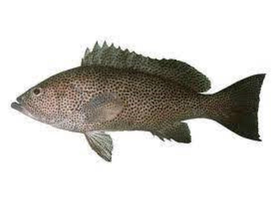 Rudataškis gruperis, skrostas, su galva, ~1kg