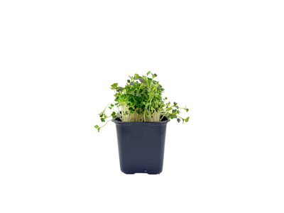 Violetinis Pak Choi indelyje LEAFOOD, vnt.
