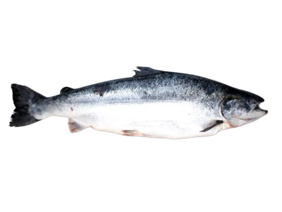 Atvėsinta atlantinė lašiša, su galva, skrosta, 6+ kg