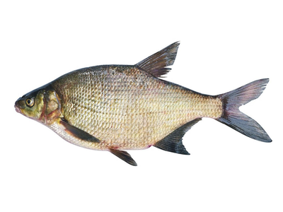 Paprastasis karšis, neskrostas, atvėsintas, 1kg+
