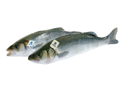 Paprastasis vilkešeris IKEJIME 1,1 kg-1,4 kg