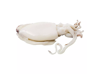 Šaldytos faraoninės sepijos, valytos, 25% glazūra, 500 - 1000 g, ~750 g