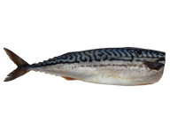 Silpnai sūdyta Atlantinė skumbrė, be galvos, skrosta, 250-500g,  kg