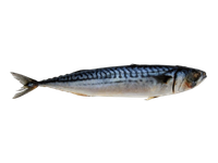 Atlantinė skumbrė, neskrosta, 0,3-0,4kg