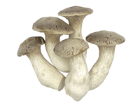 Grybai Eryngi MYCOS ROYALE, fasuoti, 200 g