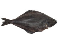 Atlantinis paltusas, skrostas, su galva,  7 -10 kg