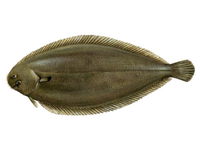 Europinis jūros liežuvis, skrostas, 0,5-0,6kg