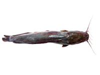 Afrikinis šamas plėšikas, skrostas, su galva,  0,6-1,5 kg,kg