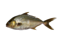 Citrininė seriolė, neskrosta, su galva, ~2-3 kg