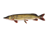 Europinė lydeka, 1-2,5kg, kg