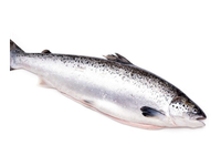 Atvėsintos lašišos, skrostos, 5-6kg