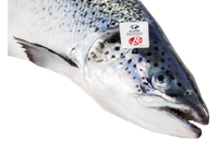 Atvėsinta Škotiška lašiša (Rouge), skrosta, su galva, 4-5 kg