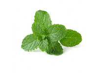 Fasuota mėta, 15g (baigiasi galiojimas)