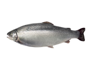 Atvėsintas vaivorykštinis upėtakis HIMA, skrostas, 4-5 kg