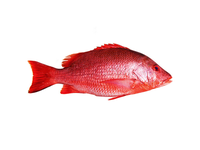 Paprastojo rifešerio porcijos, su oda, 170-230 g, 20% glazūros, 5kg
