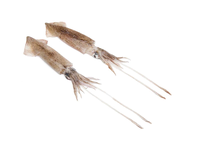 Šaldytas patagoninis kalmaras, valytas, 9-12 cm,  glazūra 10 %, 1 kg